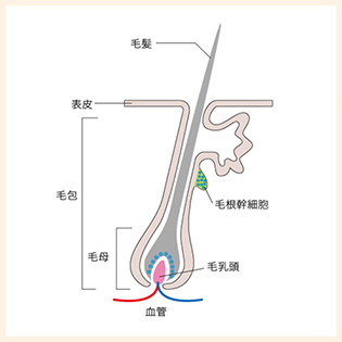 発毛の仕組み